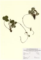 藏品(臺灣草莓)的圖片